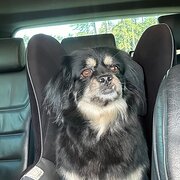 Home Owner wanting sitter in , New South Wales