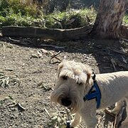 Home Owner wanting sitter in Adelaide, South Australia