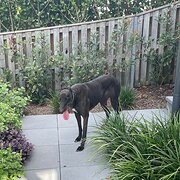 Home Owner wanting sitter in Sydney, New South Wales