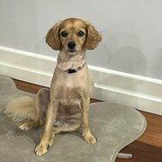 Home Owner wanting sitter in Brisbane, Queensland