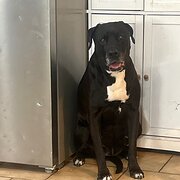 Home Owner wanting sitter in , Western Australia