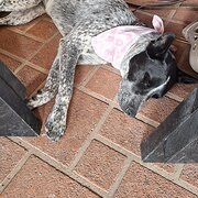 Home Owner wanting sitter in Maitland, New South Wales