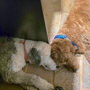 Home Owner wanting sitter in , Western Australia