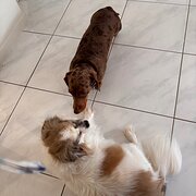 Home Owner wanting sitter in , Queensland