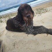 Home Owner wanting sitter in Newcastle, New South Wales