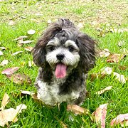 Home Owner wanting sitter in Manly Vale, New South Wales