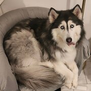 Home Owner wanting sitter in Melbourne , Victoria