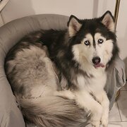 Home Owner wanting sitter in Melbourne , Victoria