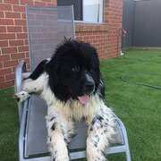 Home Owner wanting sitter in , New South Wales