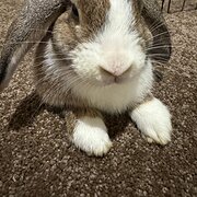 Home Owner wanting sitter in , Western Australia