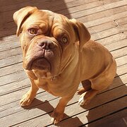 Home Owner wanting sitter in Canberra, Australian Capital Territory