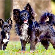 Home Owner wanting sitter in Newcastle , New South Wales