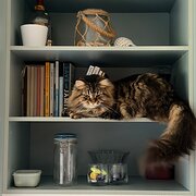 Home Owner wanting sitter in Townsville, Queensland