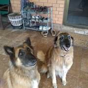 Home Owner wanting sitter in Atherton , Queensland