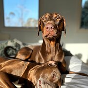 Home Owner wanting sitter in , Victoria