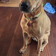 Home Owner wanting sitter in Perth, Western Australia