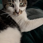 Home Owner wanting sitter in Ballarat , Victoria