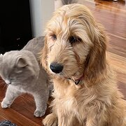 Home Owner wanting sitter in , Victoria