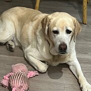 Home Owner wanting sitter in Brisbane, Queensland