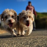 Home Owner wanting sitter in Mandurah , Western Australia