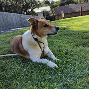 House Sitter - MUMMA BEARS 1731# PET & HOUSE SITTING