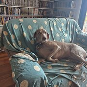 Home Owner wanting sitter in Nerong, New South Wales