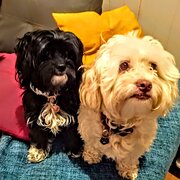 House Sitter - PAULINE  mature, honest, responsible.