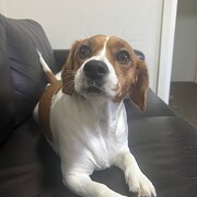 Home Owner wanting sitter in , New South Wales