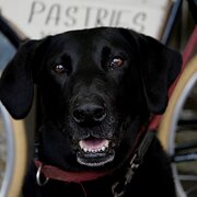 Home Owner wanting sitter in Wollongong, New South Wales