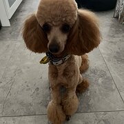 Home Owner wanting sitter in Hervey Bay, Queensland