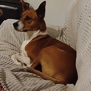 Home Owner wanting sitter in Perth, Western Australia