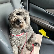 Home Owner wanting sitter in Melbourne , Victoria