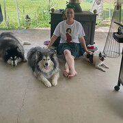 Home Owner wanting sitter in BUNDABERG, Queensland