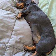 House Sitter - Clare