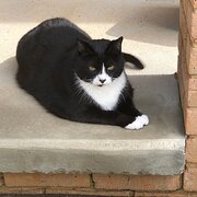 Home Owner wanting sitter in ACT, Australian Capital Territory