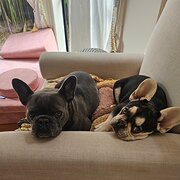 Home Owner wanting sitter in Melbourne, Victoria