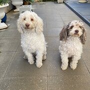 Home Owner wanting sitter in Alice Springs, Northern Territory