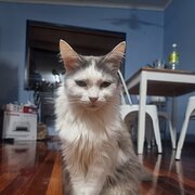 Home Owner wanting sitter in Brisbane , Queensland