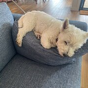 Home Owner wanting sitter in Warrnambool, Victoria