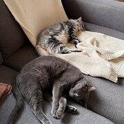 Home Owner wanting sitter in Darwin, Northern Territory