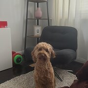 Home Owner wanting sitter in , South Australia