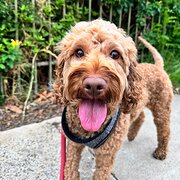 Home Owner wanting sitter in Adelaide, South Australia