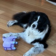 Home Owner wanting sitter in Perth, Western Australia