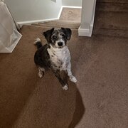 Home Owner wanting sitter in Patterson Lakes, Victoria