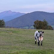 Home Owner wanting sitter in Mansfield, Victoria