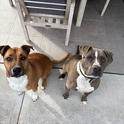 Home Owner wanting sitter in , New South Wales