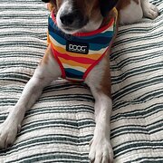 Home Owner wanting sitter in Gold Coast, Queensland