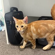 Home Owner wanting sitter in Geelong , Victoria