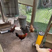 Home Owner wanting sitter in Brisbane, Queensland