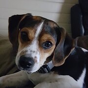 Home Owner wanting sitter in , New South Wales